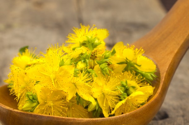 erva-sao-joao-cha-combate-stress