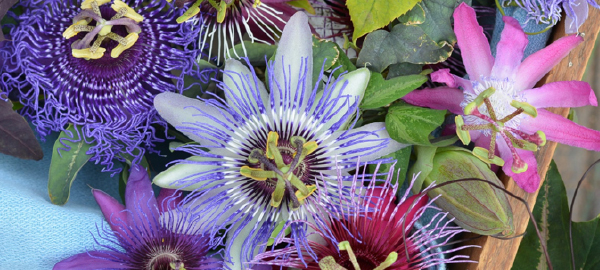 passiflora-cha-combate-stress